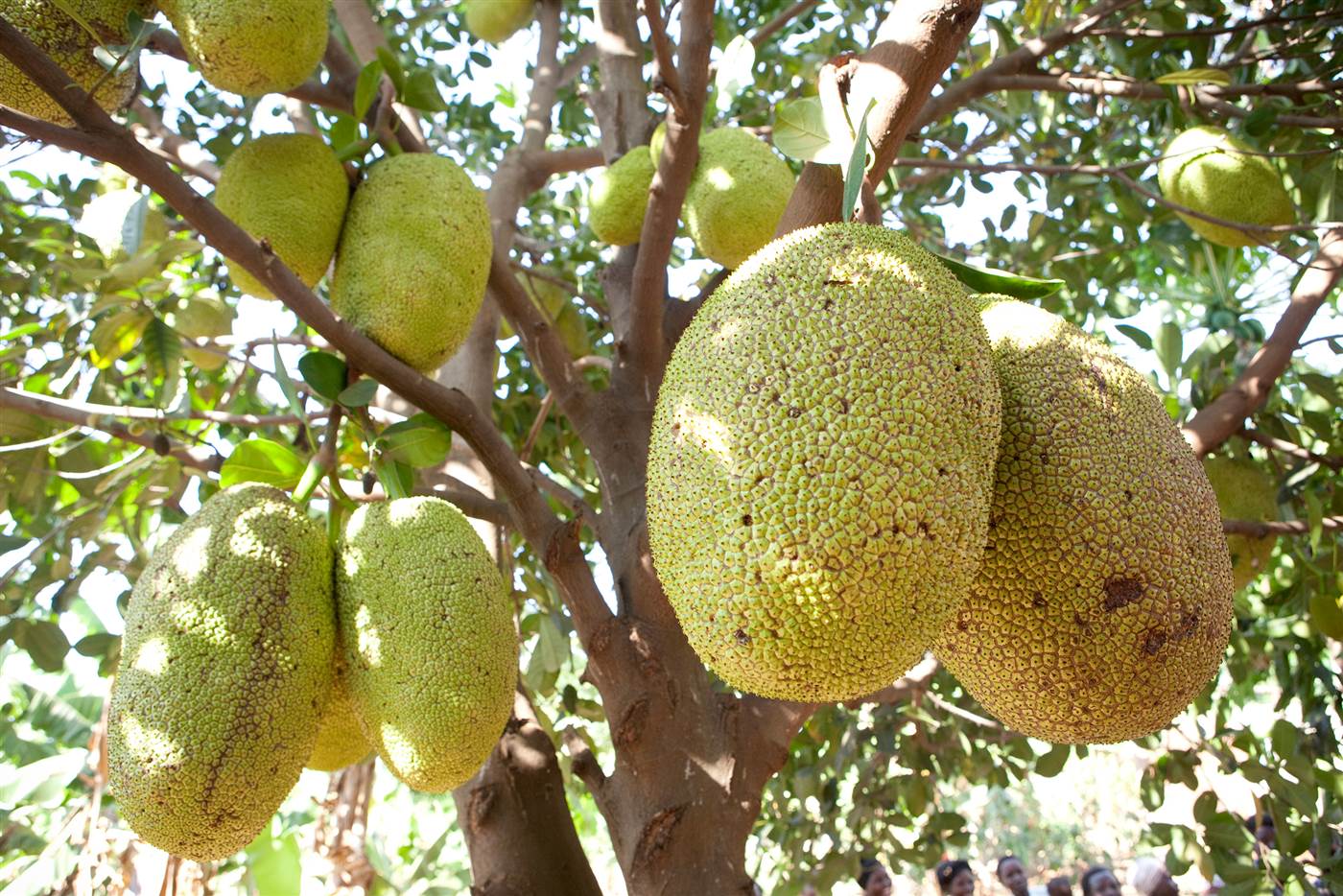 Jackfruit Expensive