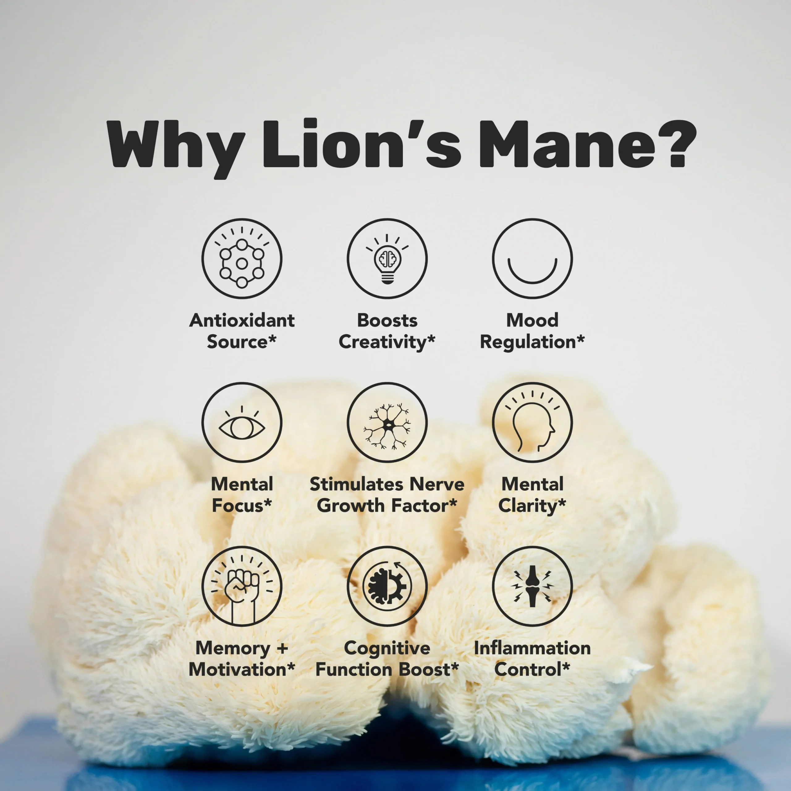 Lion's Mane Mushroom Powder Bulk (1kg) - Image 2